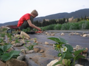 Plantant fresas / Plantant des fraises